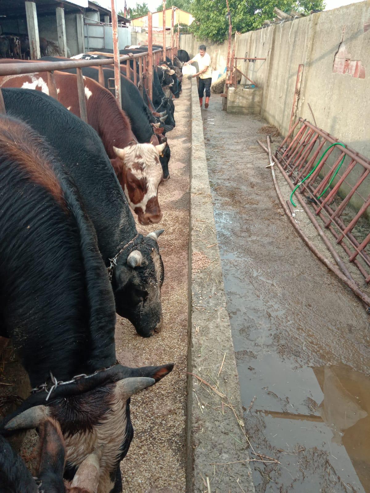 Resul Çiftlik Adaklık ve Kurbanlık